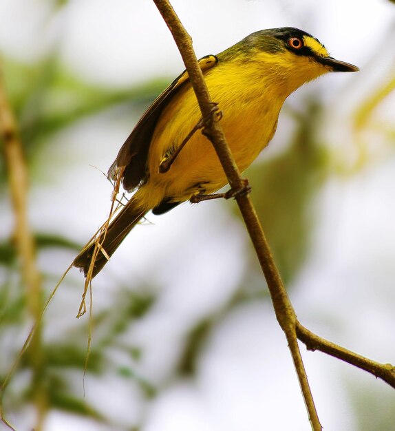 Foto prossimo piano di un uccello appollaiato all'aperto