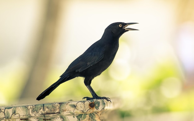 外で座っている鳥のクローズアップ
