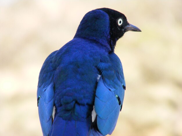 Foto close-up di un uccello appoggiato all'aperto