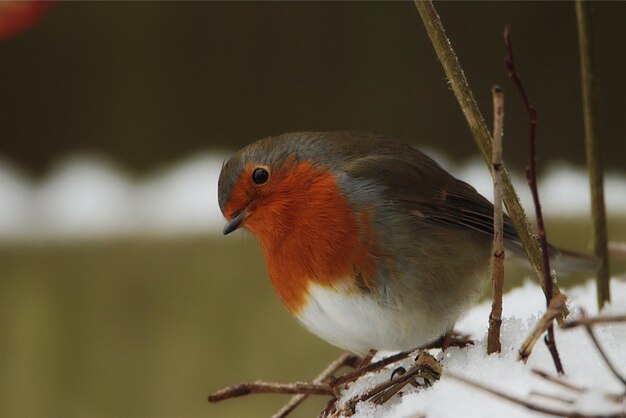 Photo close-up of bird perching outdoors