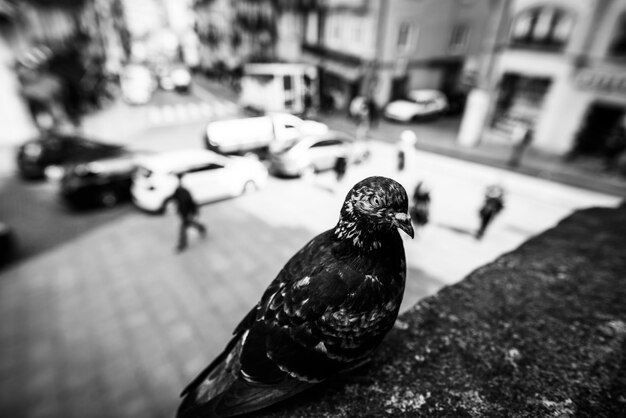 Close-up of bird perching outdoors