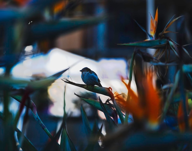 Photo close-up of bird perching outdoors