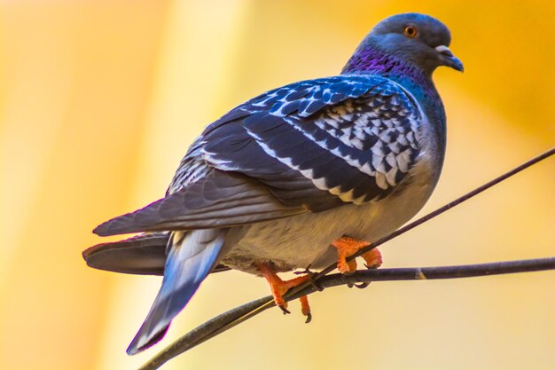 Foto prossimo piano di un uccello appollaiato all'aperto