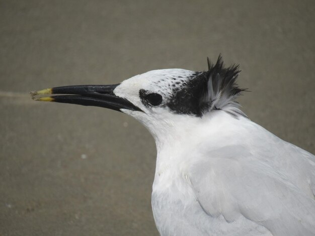 Foto close-up di un uccello appoggiato all'aperto
