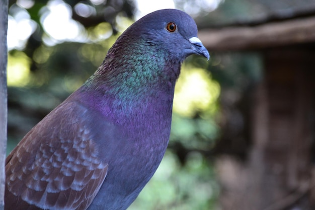 外で座っている鳥のクローズアップ