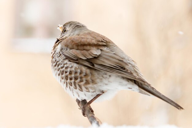 Close-up of bird perching outdoors