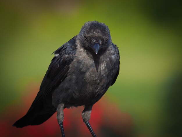 Photo close-up of bird perching outdoors