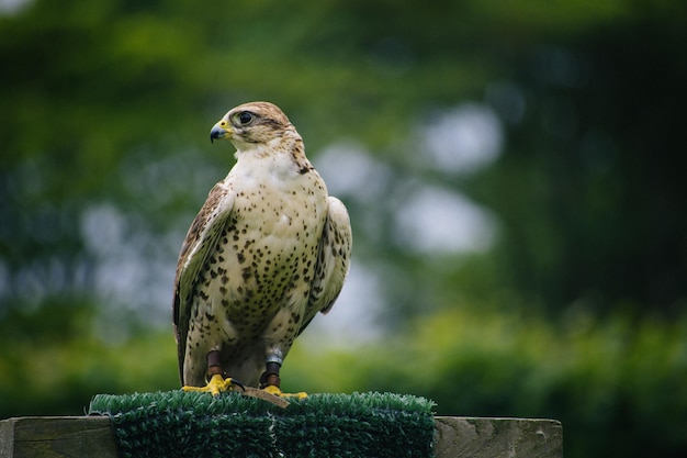 close-up of bird perching outdoors