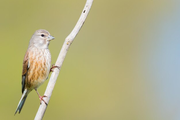 Foto prossimo piano di un uccello appollaiato all'aperto