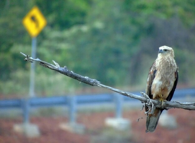 Close-up of bird perching outdoors