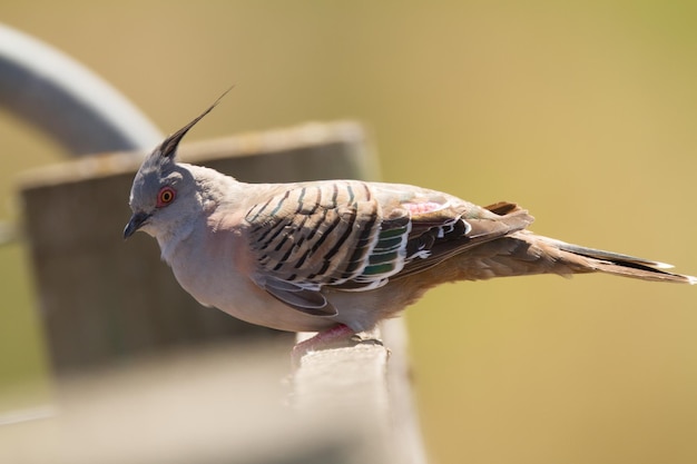 外で座っている鳥のクローズアップ