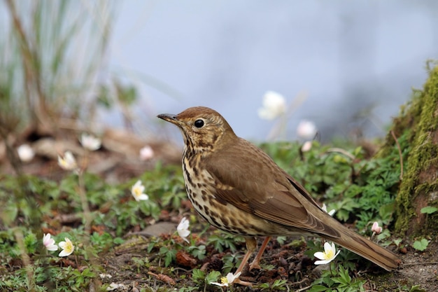 外で座っている鳥のクローズアップ