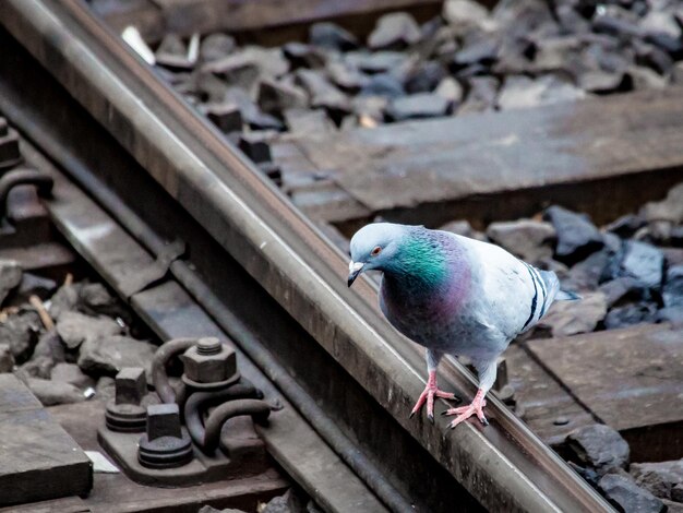 Foto close-up di un uccello appoggiato all'aperto