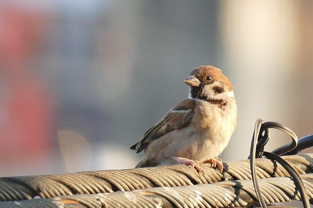 外で座っている鳥のクローズアップ