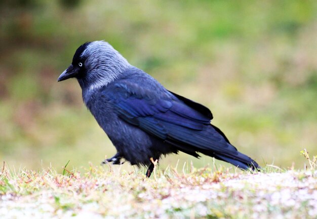 Foto close-up di un uccello appoggiato all'aperto