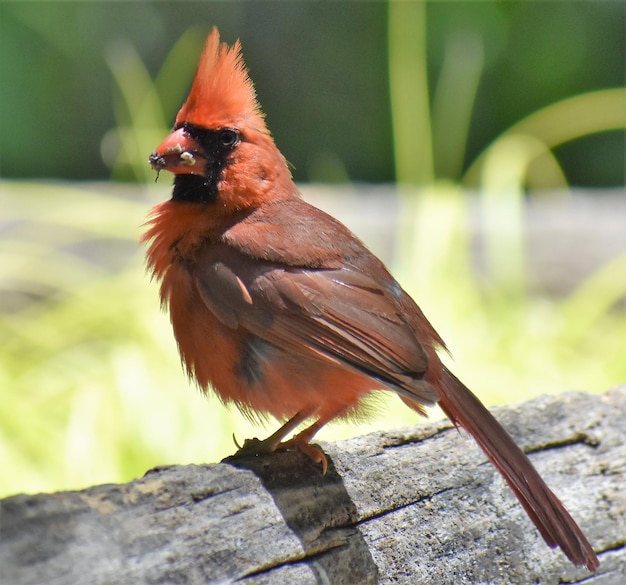 屋外に座っている鳥のクローズアップ赤いカーディナル