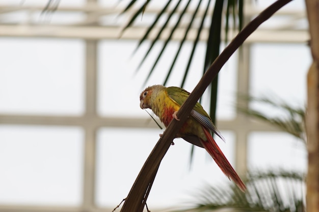 Foto close-up di un uccello appoggiato al pappagallo