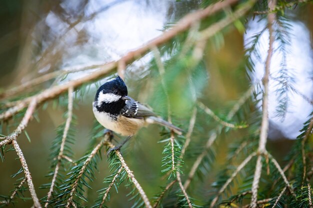 Photo close-up of a bird perching on pine tree