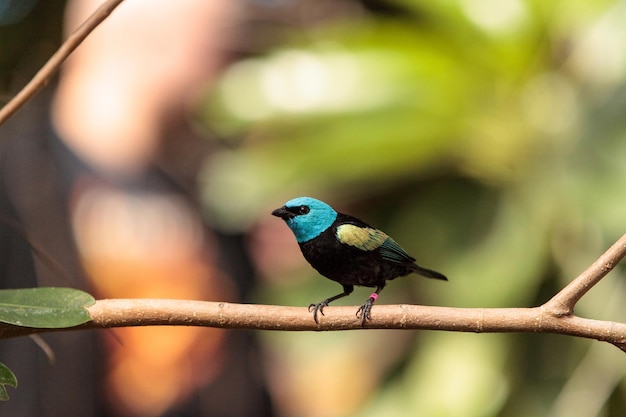 植物 の 茎 に 座っ て いる 鳥 の クローズアップ
