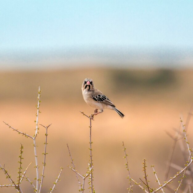 Photo close-up of bird perching on a plant