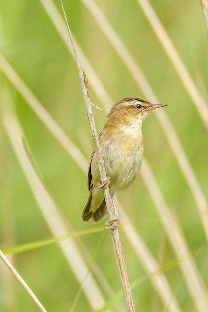 Photo close-up of bird perching on plant