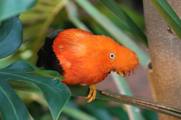 Foto prossimo piano di un uccello appoggiato su una pianta