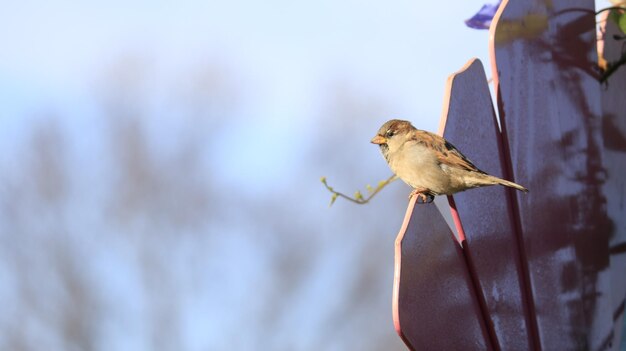 Foto prossimo piano di un uccello appoggiato su una pianta