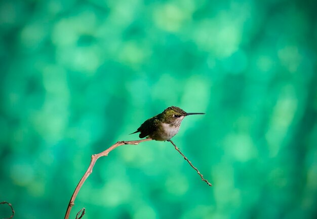 Close-up of bird perching on a plant