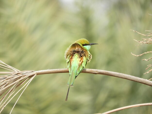 Close-up of bird perching on plant