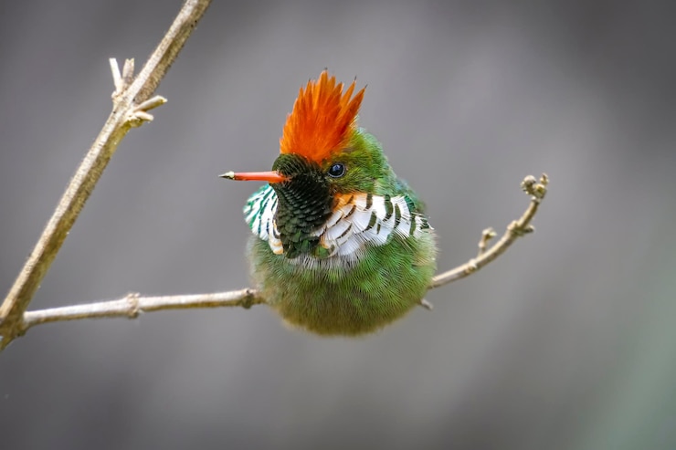 Photo 植物 に 座っ て いる 鳥 の クローズアップ