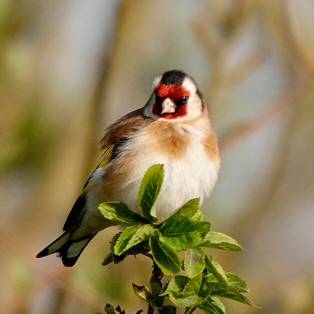 植物 に 座っ て いる 鳥 の クローズアップ