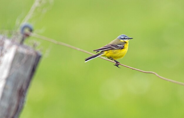 Photo close-up of bird perching on plant