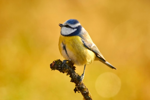 植物 に 座っ て いる 鳥 の クローズアップ