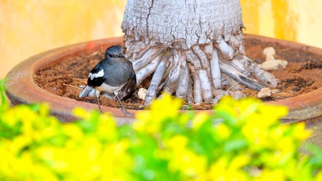 Close-up of bird perching on a plant