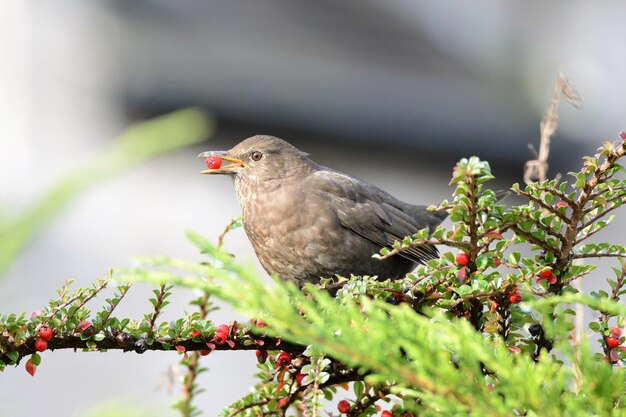 Close-up of bird perching on plant