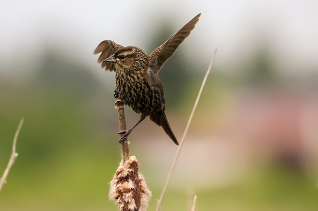 植物 に 座っ て いる 鳥 の クローズアップ