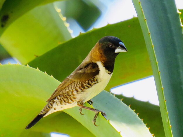 Close-up of bird perching on a plant