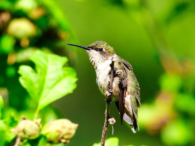 Close-up of bird perching on plant