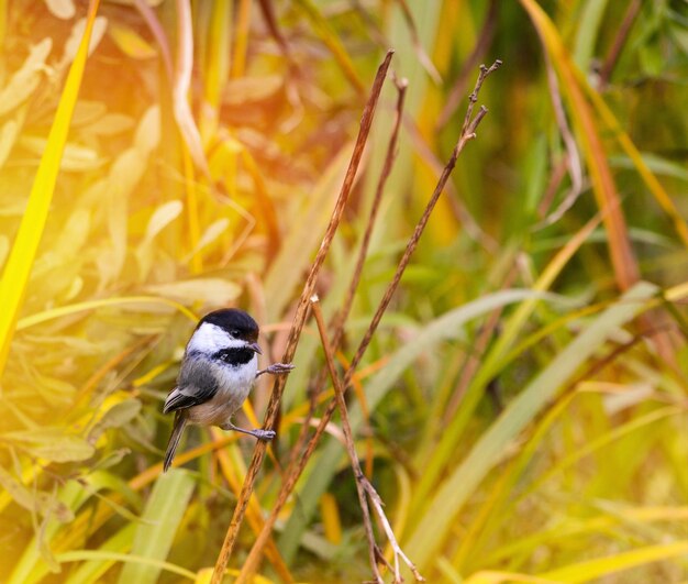 Close-up of bird perching on plant