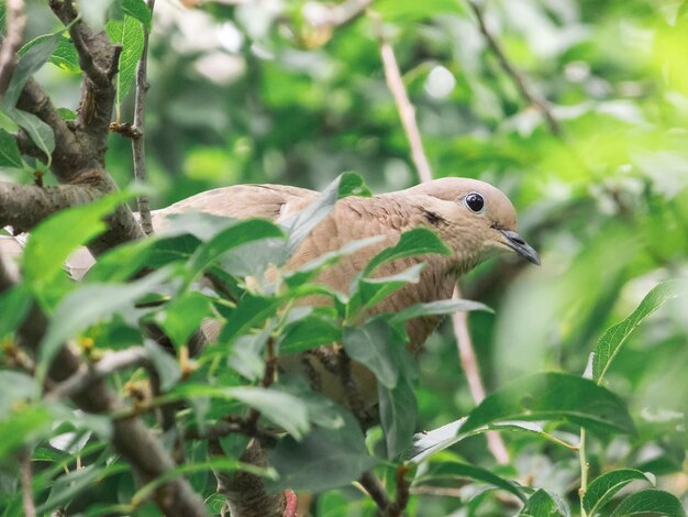 Close-up of bird perching on a plant