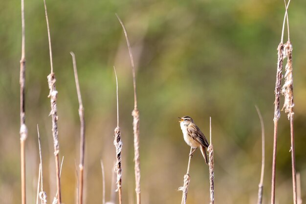 Photo close-up of bird perching on plant