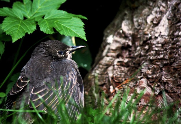 Close-up of bird perching on plant