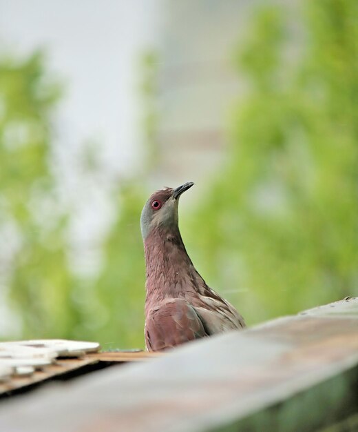 Photo close-up of bird perching on plant