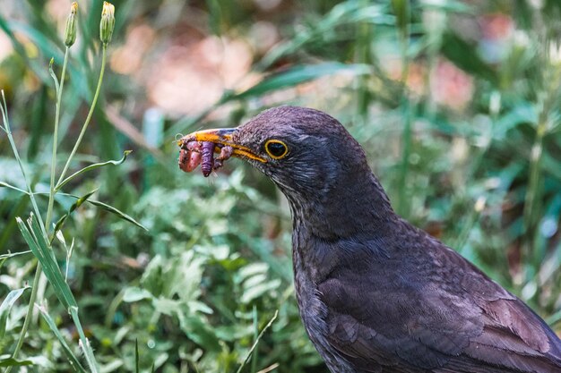 Photo close-up of bird perching on plant