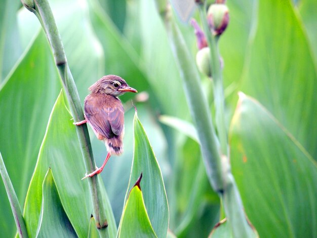 植物 に 座っ て いる 鳥 の クローズアップ