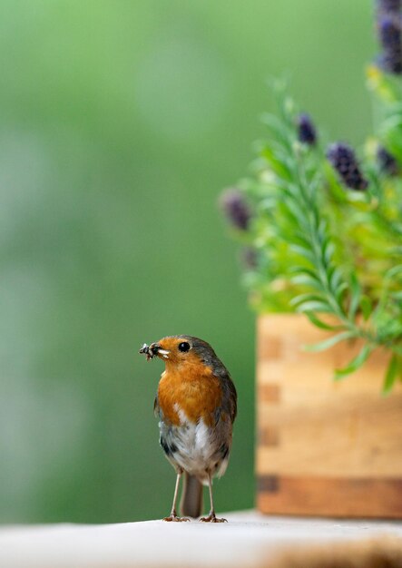 Photo close-up of bird perching on plant