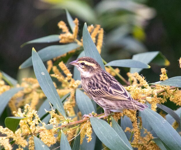 Photo close-up of bird perching on plant