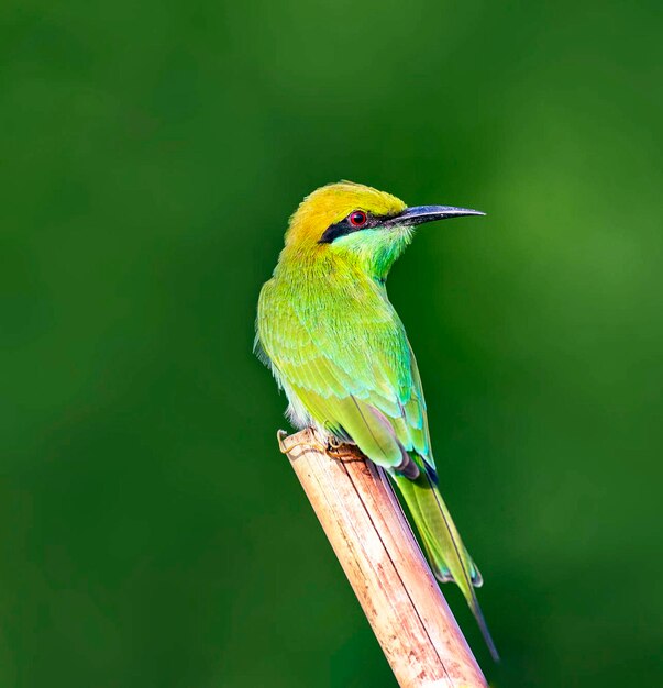 Photo close-up of bird perching on plant