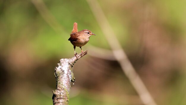 Close-up of bird perching on plant