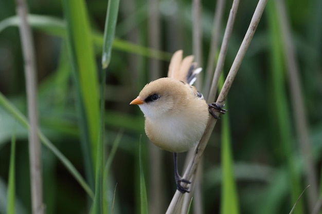 Photo close-up of bird perching on plant